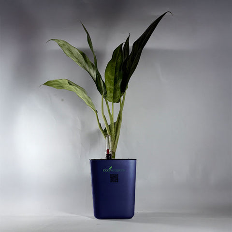 Aglaonema Tigress
