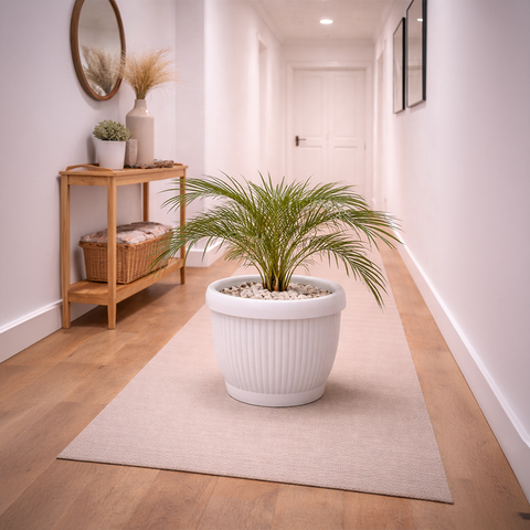 Phoenix Palm in Roma Ribbed Planter