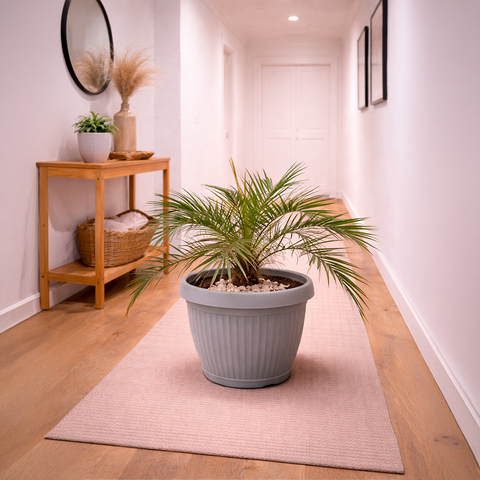 Phoenix Palm in Roma Ribbed Planter