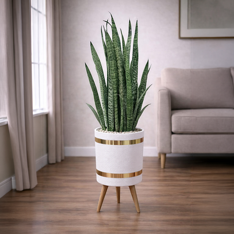Snake Sansevieria trifasciata Green Luxury Stand Planter Combo
