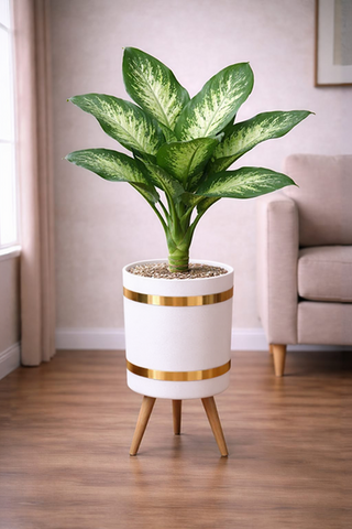 Dieffenbachia – Luxury Stand Planter Combo