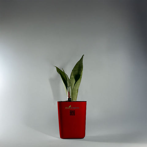 Sansevieria Moonlight