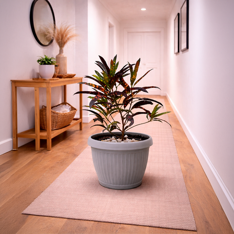 Croton Plant in Roma Ribbed Planter