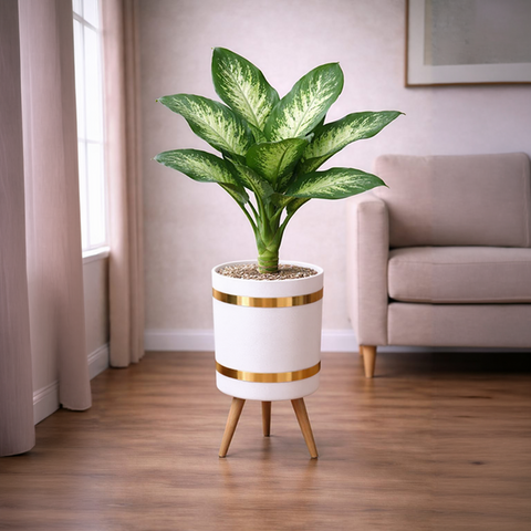 Dieffenbachia Dumb Cane