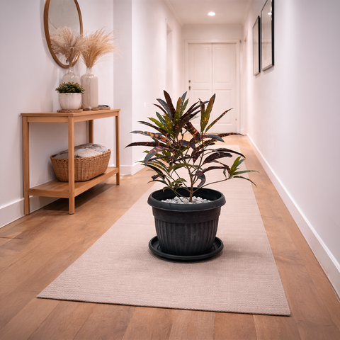 Croton Plant in Roma Ribbed Planter