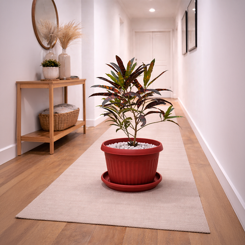Croton Plant in Roma Ribbed Planter