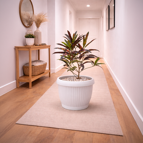 Croton Plant in Roma Ribbed Planter