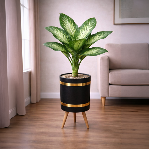 Dieffenbachia Dumb Cane