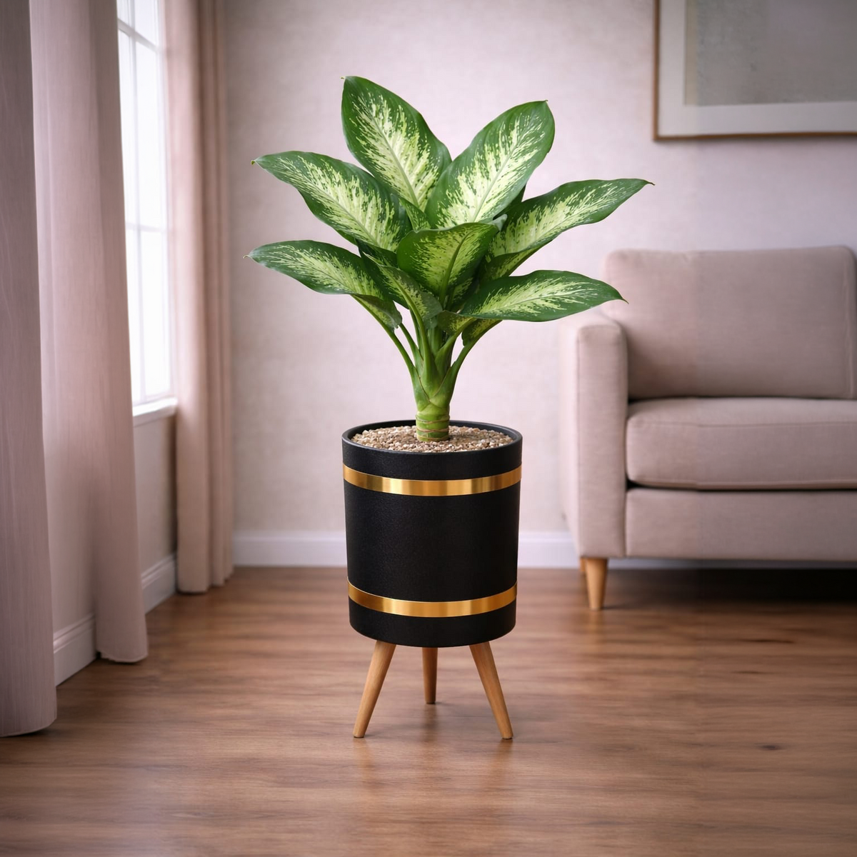 Dieffenbachia Luxury Stand Planter Combo