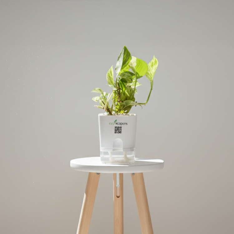 Money Plant Neon