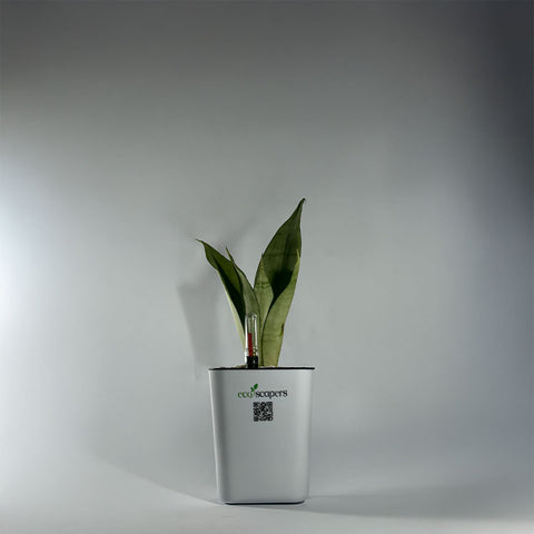 Sansevieria Moonlight