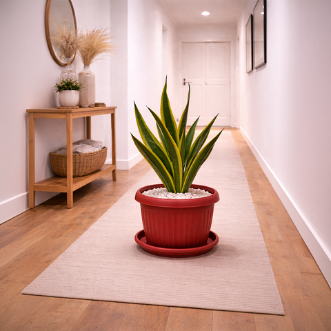 Snake Plant Dwarf Thai in Roma Ribbed Planter