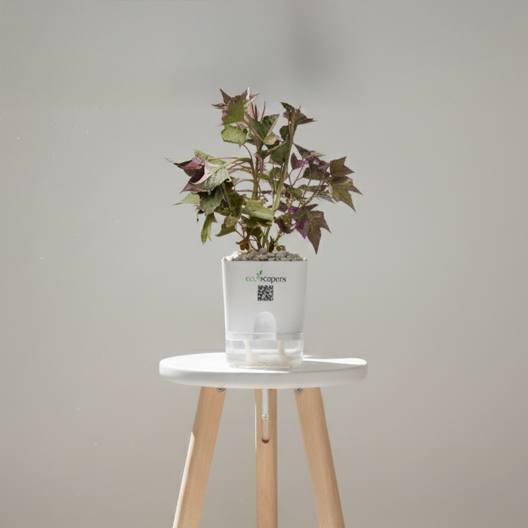 Sweet Potato Vine