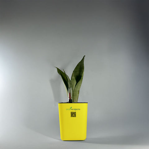 Sansevieria Moonlight