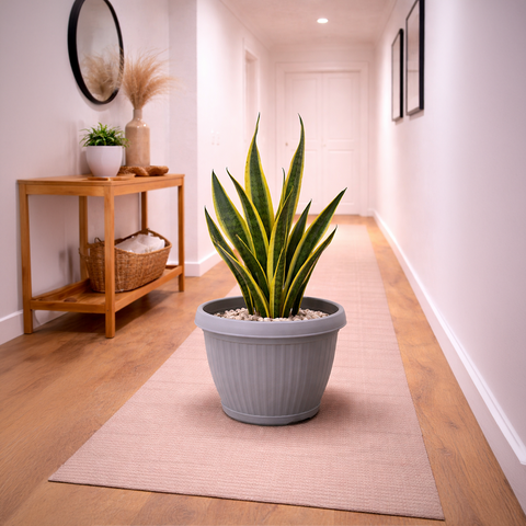 Snake Plant Dwarf Thai in Roma Ribbed Planter