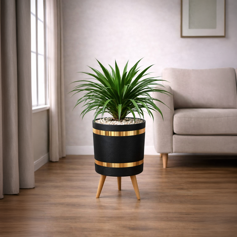 Dracaena Draco