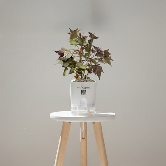 Sweet Potato Vine 750