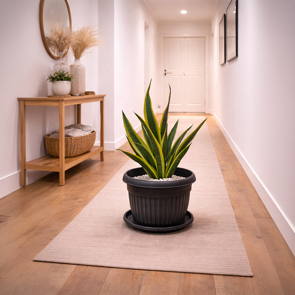 Snake Plant Dwarf Thai in Roma Ribbed Planter