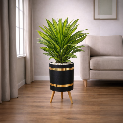 Dracaena Fragrans Massangeana Luxury Stand Planter Combo