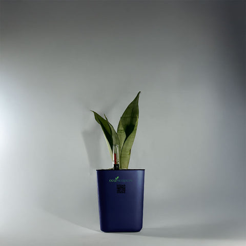 Sansevieria Moonlight