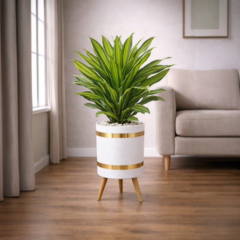 Dracaena Fragrans Massangeana Luxury Stand Planter Combo