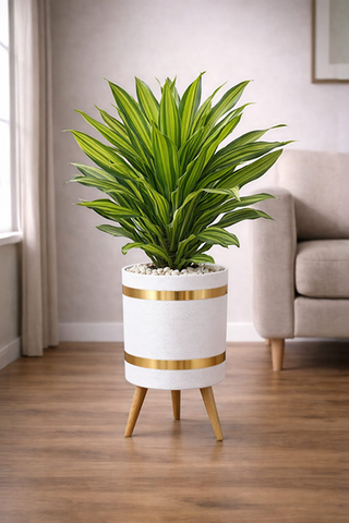 Dracaena Fragrans Massangeana – Luxury Stand Planter Combo