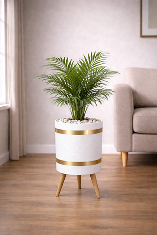 ARECA PALM – Luxury Stand Planter Combo