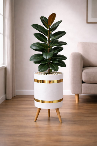 RUBBER PLANT – Luxury Stand Planter Combo