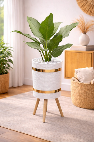 AGLONEMIA GREEN – Luxury Planter Combo