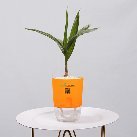 Coconut Palm Seedling