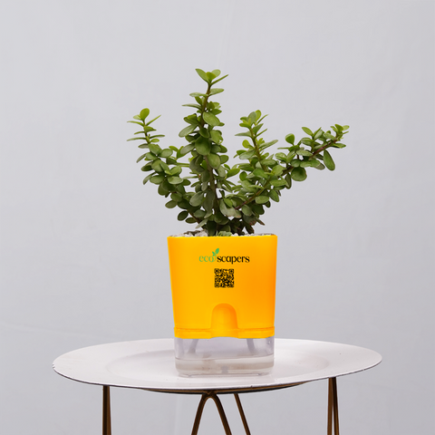 Jade Plant (Crassula ovata)