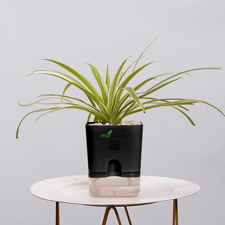 Dracaena marginata Madagascar multicolour