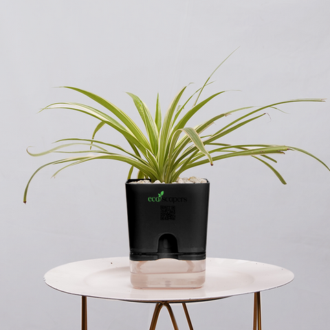 Dracaena marginata Madagascar multicolour