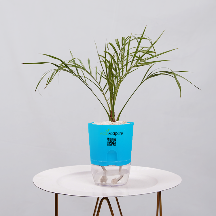 Areca  Golden Cane Palm