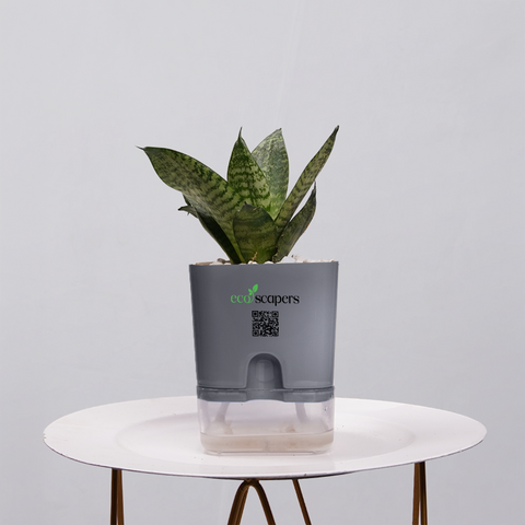 Snake Plant Bird’s Nest (Sansevieria Hahnii)