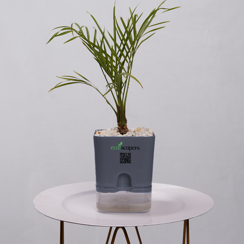 Phoenix Palm