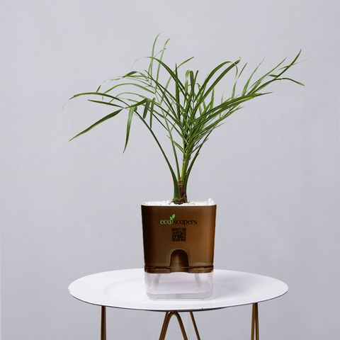 Areca  Golden Cane Palm