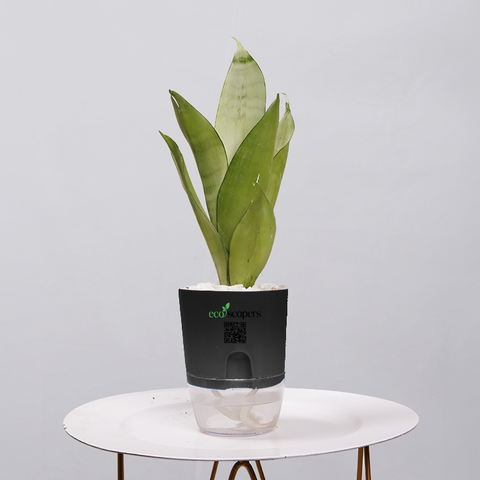Sansevieria Moonlight