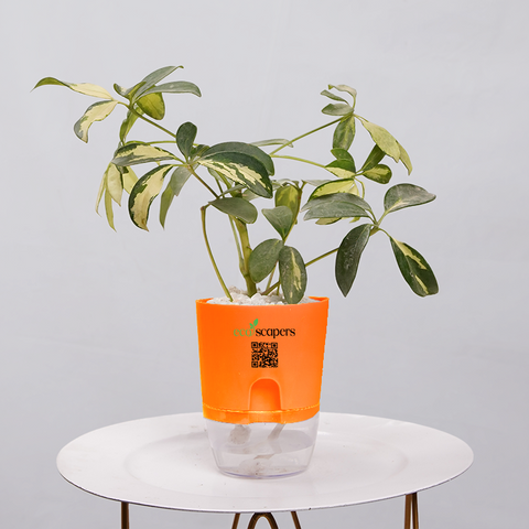 Shefflera (Umbrella Plant)