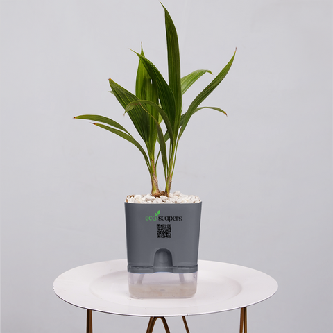 Coconut Palm Seedling