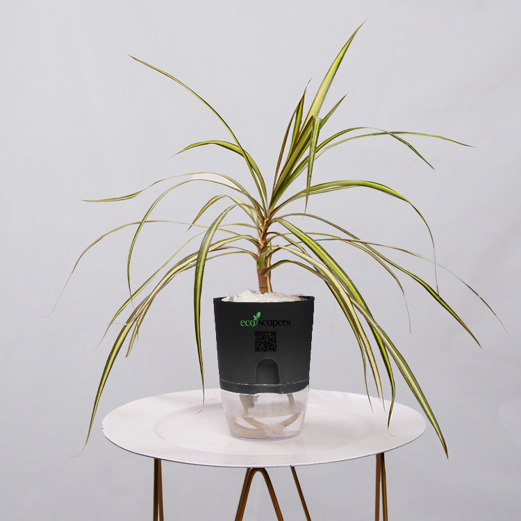 Dracaena marginata Madagascar multicolour