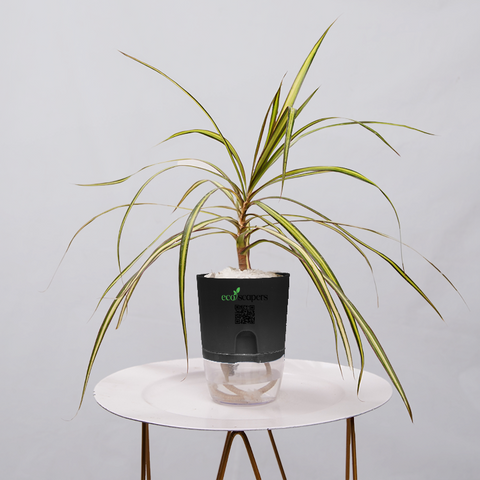 Dracaena marginata Madagascar multicolour