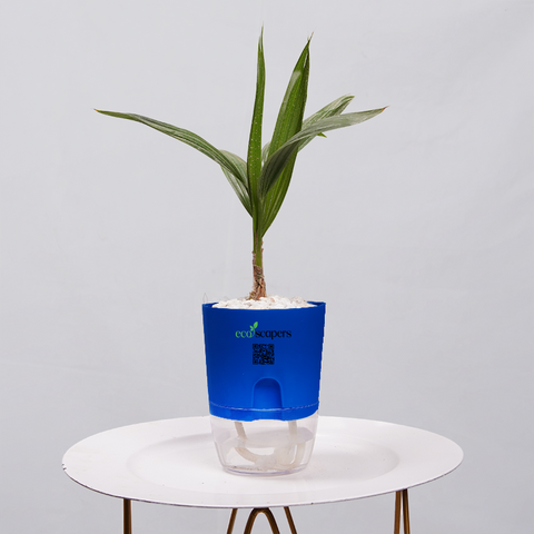 Coconut Palm Seedling