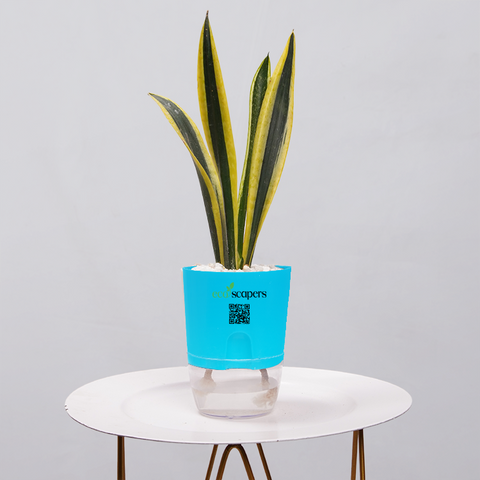 Snake Plant Dwarf Thai