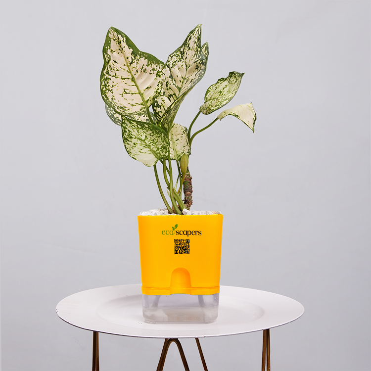 Aglaonema Snow white