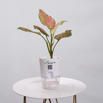 Aglaonema pink lipstick