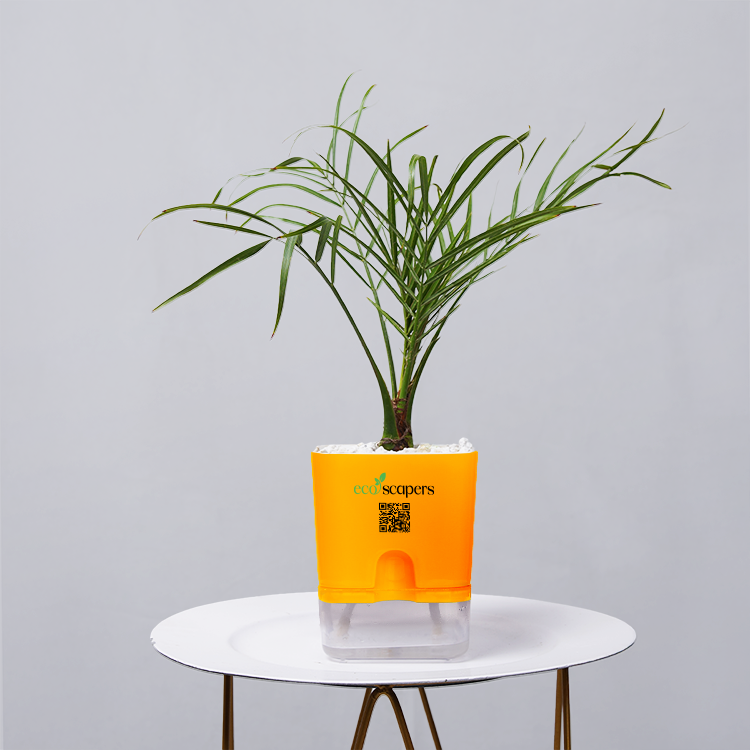 Areca  Golden Cane Palm