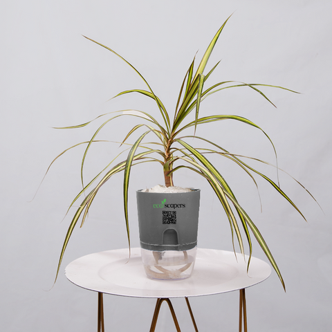 Dracaena marginata Madagascar multicolour