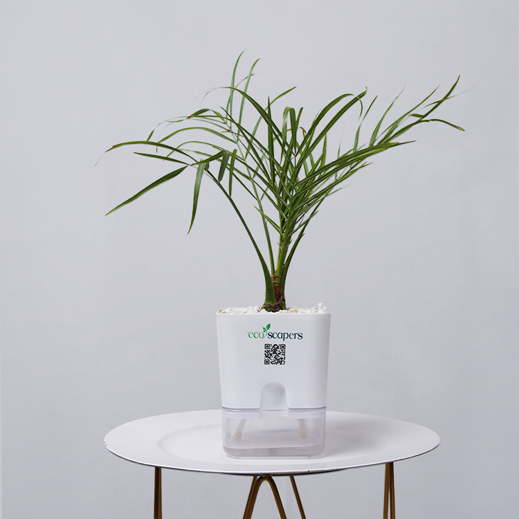 Areca  Golden Cane Palm