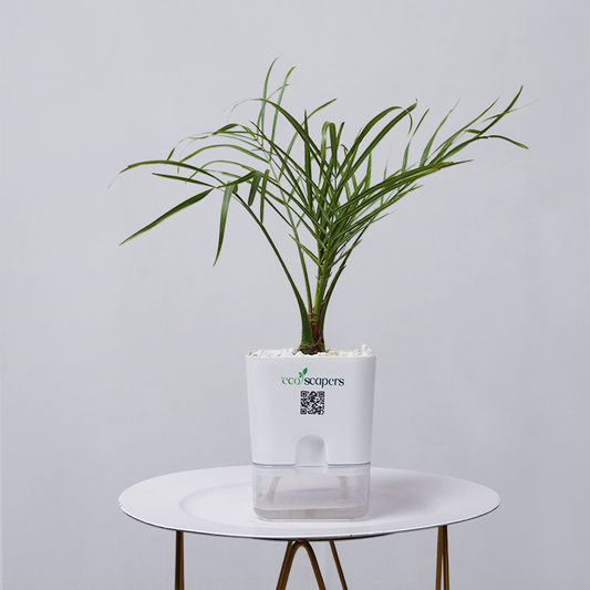 Areca  Golden Cane Palm 750